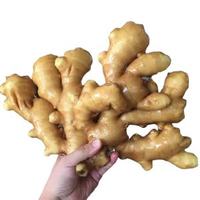 优质鲜姜中国生姜鲜姜最优惠的价格为您提供