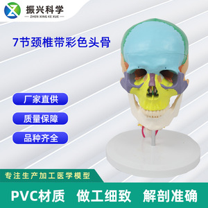Modèle de vertèbres cervicales en 7 sections avec crâne coloré, modèle de crâne humain, modèle pédagogique orthopédique - Product Image 5