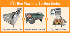 Ligne de traitement des œufs pour les élevages, trieuse de poids, tri et marquage, mini trieuse de classement des œufs, trieuse de classement des œufs - Product Image 2