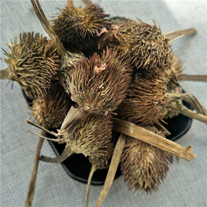 Zi Zhui Hua Organic Health Herb Flower Tea Coneflower púrpura seca/Echinacea Purpurea - Product Image 4