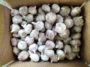 Trung Quốc Tỏi Nhà cung cấp tối ưu chất lượng tươi tỏi-<span class=keywords><strong>garic</strong></span> Rau - Product Image 6