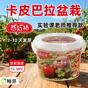 Creative Plant Blind Box Mini <b>Potted</b> Plants For Children Student Rewards Desktop Flower Growing Kit - Product Image 1