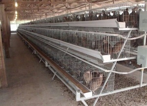 <span class=keywords><strong>2025</strong></span> Offre Spéciale un type de <span class=keywords><strong>cage</strong></span> pour animaux nouvel état matériau de galvanisation à chaud pour les poulets de couche d'équipement agricole - Product Image 5