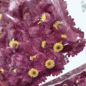 YS 12 pièces/sac séché vraies fleurs naturelles conservées pour bijoux en résine pressé aromathérapie Marguerite De <span class=keywords><strong>Valois</strong></span> plante carte bricolage Art - Product Image 6