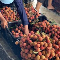 Vietnam Biologische Premium Verse Lychee Fruit Luc Ngan Sappige Smaak Zoet Aroma 10 kg/doos 10mm 12 Maanden Houdbaarheid Wereldwijde Export
