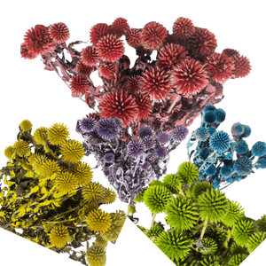Cardo de globo azul natural (<span class=keywords><strong>Echinops</strong></span> Latifolius) Flores preservadas Boda rústica Bolas puntiagudas decorativas Ramo de habitación tintado - Product Image 1