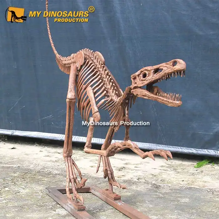Benim DINO DS031 gerçek boyut yapay Raptor iskelet müzesi