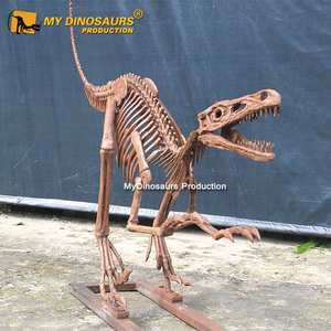 MY <span class=keywords><strong>DINO</strong></span>-esqueleto Raptor Artificial DS031, tamaño Real, para museo - Product Image 1