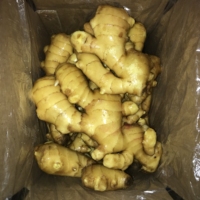 Gingembre frais de haute qualité nouvelle récolte en gros du fournisseur chinois produit d'exportation de haute qualité