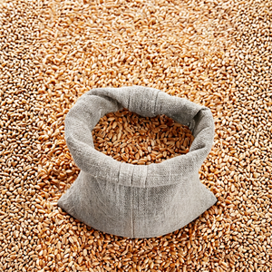 Grano de Trigo Sin OMG con Alto Contenido de Proteínas para Alimentación de Ganado y Consumo Humano, Grado Alimenticio Integral para Molienda, Proveedor Mayorista a Granel - Product Image 6