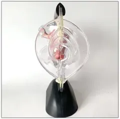 Modelo anatómico de anticonceptivo pélvico femenino F100, Material de papel de PVC, marca Chinon de alta calidad estándar para ciencia médica - Product Image 2