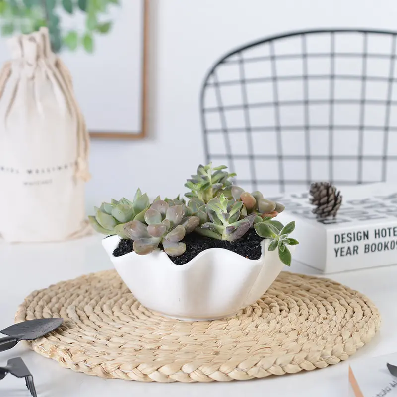 Home & Garden scrivania mini piccolo vaso in ceramica con bordo ondulato bianco per fioriera succulenta vaso per fiori