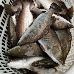 Poisson de ferme chinois, barra, calcarifer, 400-600g, 600-800g, poisson barramundi frais congelé - Product Image 3