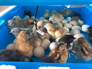 Aves domésticas granjas de galinha Incubatório do ovo grande pequeno <span class=keywords><strong>mini</strong></span> automático completo 100 200 500 1000 incubadora do ovo para a venda - Product Image 4