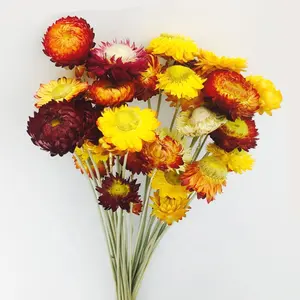 World best selling products long lasting flower dried straw chrysanthemum Preserved flower
