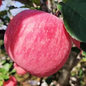 Manzana fresca de grado Tope, la fruta de manzana fresca más popular