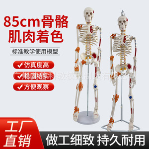 Modelo de Esqueleto Humano Completo de 85 cm con Estructura Musculoesquelética y Ligamentos, Columna Vertebral Desmontable, Cráneo Blanco para Yoga - Product Image 1