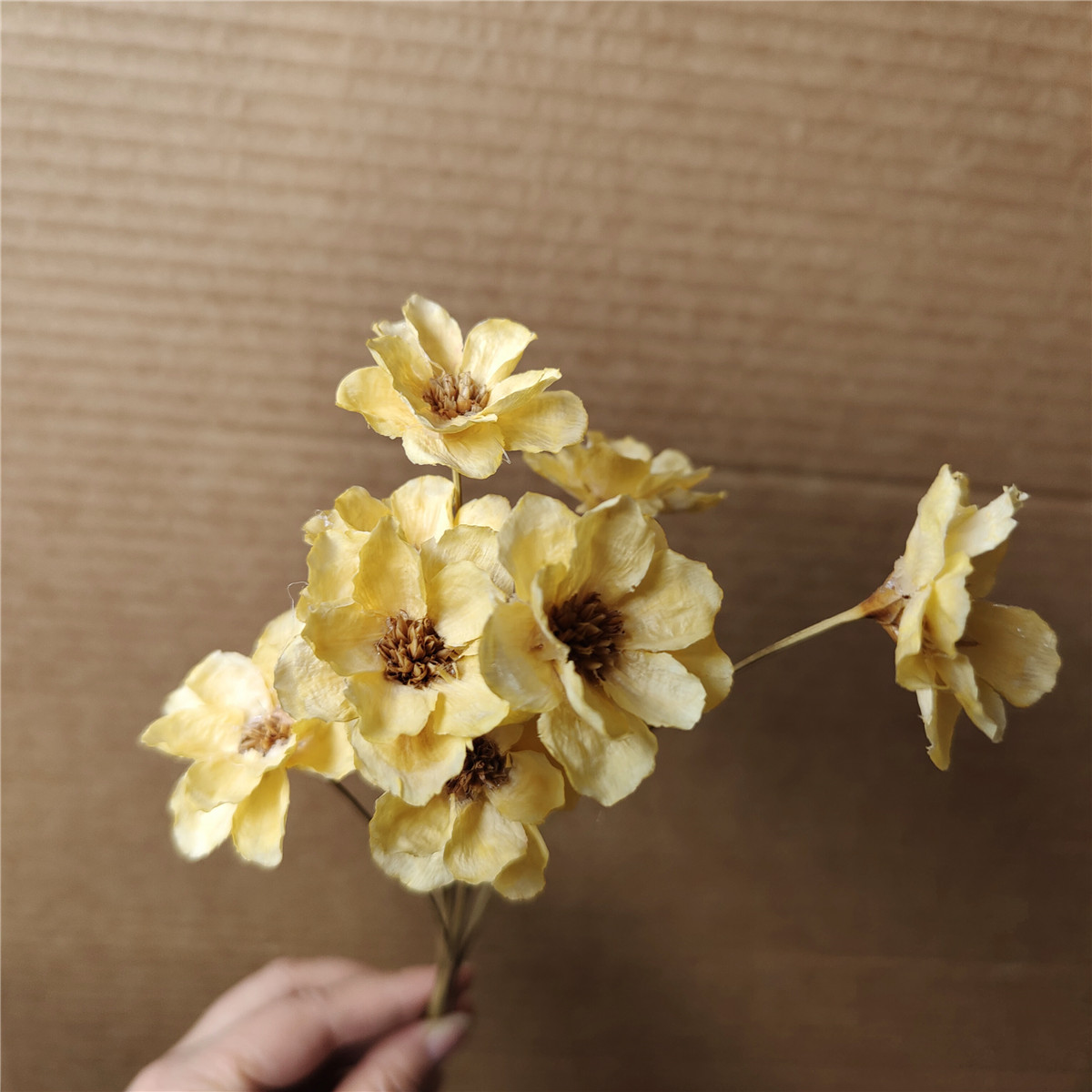 Champagne 10 steli per confezione