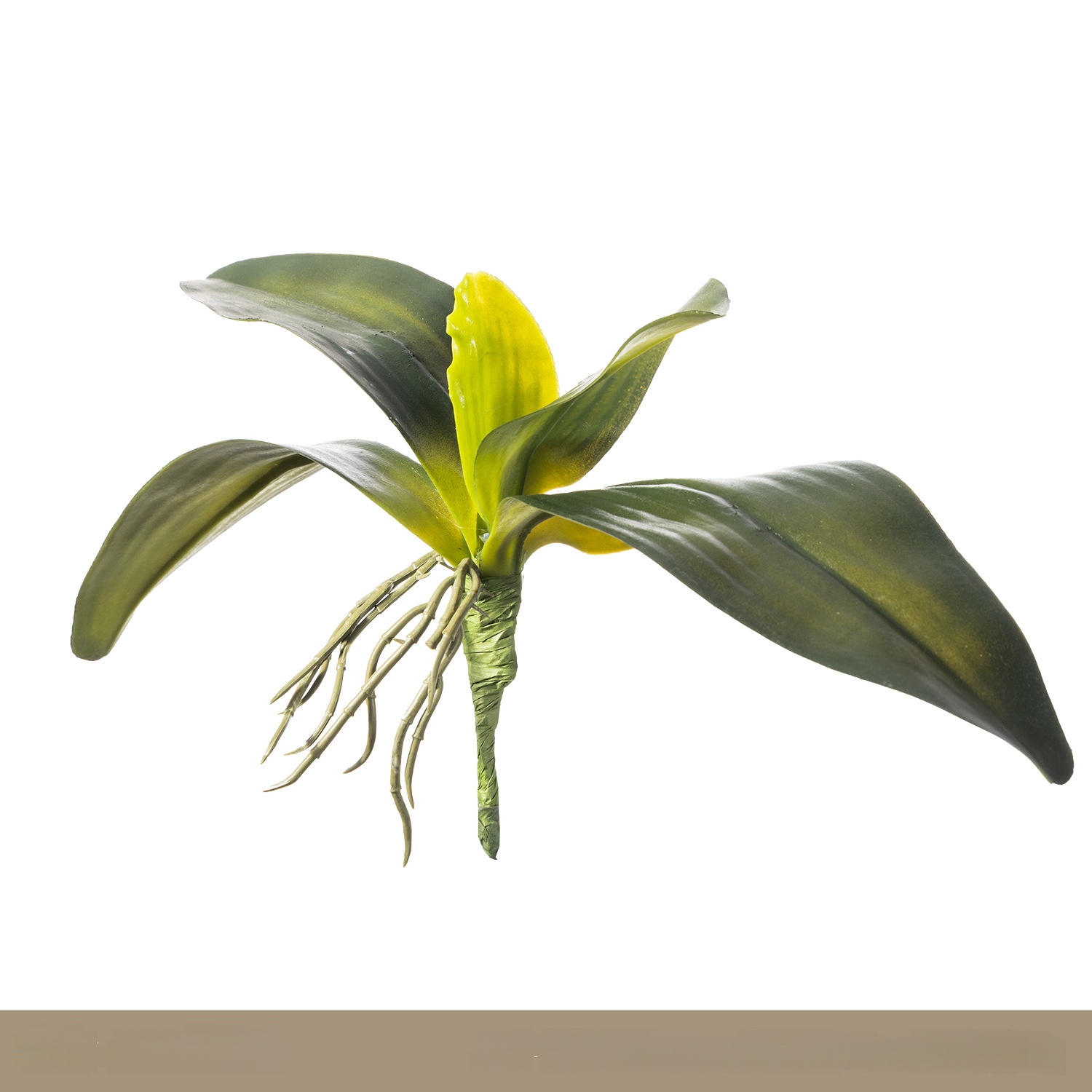 A03 Feuilles d'orchidées