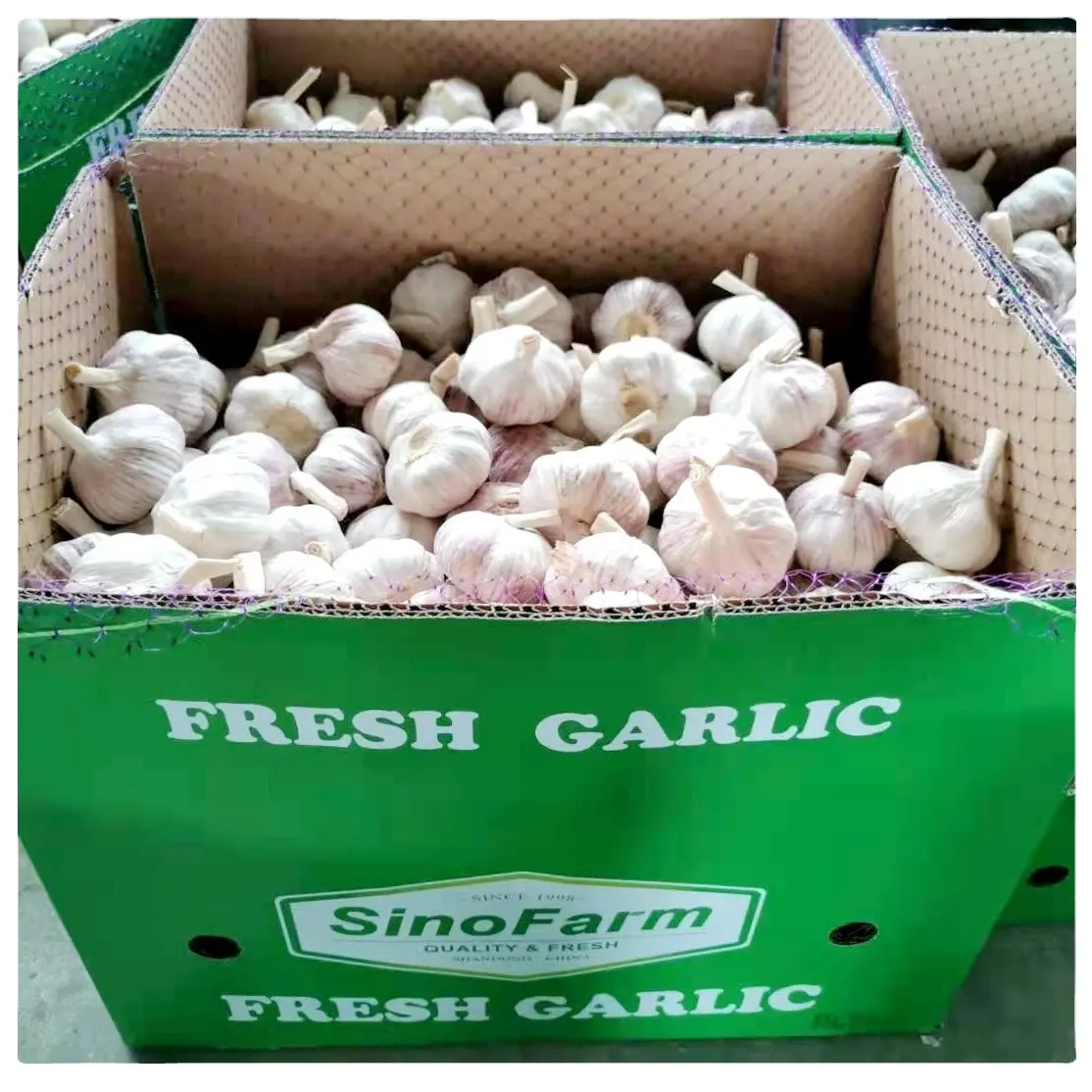 2023 New crop Chinese fresh garlic normal white and pure white garlic alho ajo ail supply with wholesale garlic price