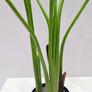 Palmier artificiel oiseau de <span class=keywords><strong>paradis</strong></span> en plastique 120 cm, décoration de Pâques pour intérieur/extérieur, maison, bureau - Product Image 4