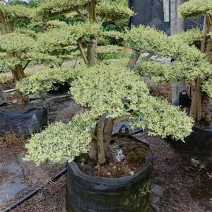 HOKBG Vente en gros pour l'agriculture en plein air 45 50 60 200 gallons grand sac de culture de plantes noires en PP tissé pour <span class=keywords><strong>espalier</strong></span>-cloud - Product Image 2