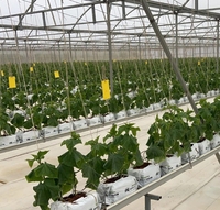 Aardbei Hydrocultuur Kweeksystemen Verticale Aanplant Teelt Plastic Goot Kas Te Koop