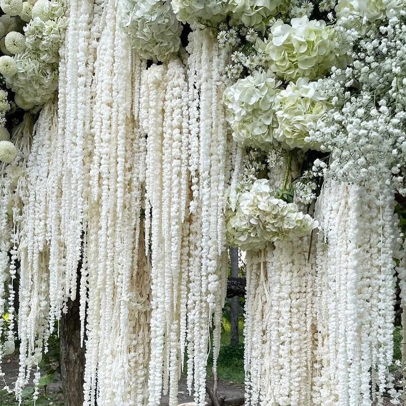 D3-5pcs White Flower Dried Lover's Tear Flower Preserved Amaranthus Hanging Amaranthus Caudatus Wedding Decoration