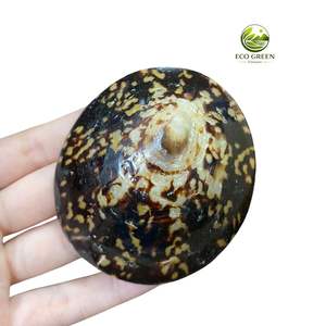 Concha de Limpet Ecológica de Alta Calidad, Concha Marina de Vietnam, Concha Redonda Hecha a Mano, Recuerdo Moderno Natural - Product Image 1