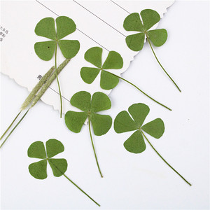 Handicraft <strong>Flower</strong> <strong>Press</strong> Four Leaf Clover Bulk Pack Fresh Real Pressed Natural Dried <strong>Flowers</strong> Dried Pressed <strong>Flower</strong> for Resin - Product Image 3