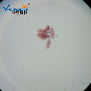Paramecium conjugation slide, animal, protozoa, plant and animal section specimen, for <b>microscope</b> use. - Product Image 3