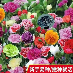 Ornamento de Jardín con Flores de Clavel, Planta en Maceta para Interiores y Exteriores, Decoración Verde para Balcón y Patio - Product Image 5