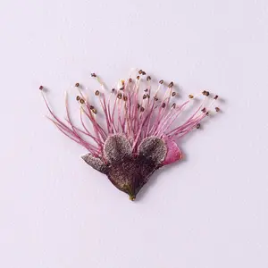 Bingkai foto epoksi Diy grosir pabrik menggunakan campuran bunga kering cetak seni kerajinan rumput bunga kering alami bunga Pres kering