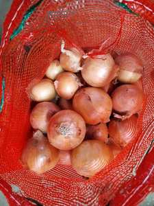 China Ui Prijzen In Bulk Gele <span class=keywords><strong>Holland</strong></span> Uien En India Ui - Product Image 5