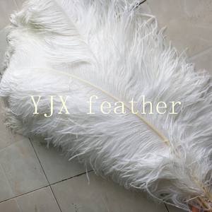 卸売最大65-70センチメートル白バルク大ダチョウプルーム羽 - Product Image 6