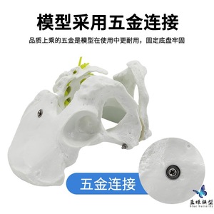 Modèle d'enseignement : Modèle naturel d'os pelvien masculin avec cinq vertèbres lombaires et nerfs rachidiens ; spécimen squelettique humain simulé. - Product Image 3