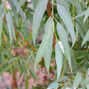 Thé aux <span class=keywords><strong>feuilles</strong></span> <span class=keywords><strong>d</strong></span>'<span class=keywords><strong>eucalyptus</strong></span> en vrac <span class=keywords><strong>de</strong></span> qualité supérieure Thé apaisant à base <span class=keywords><strong>de</strong></span> plantes Thé <span class=keywords><strong>d</strong></span>élicieux chaud Profitez du chaud ou du froid - Product Image 4