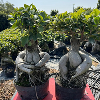 Bonsaï Ficus Microcarpa Ginseng, variétés assorties, différentes tailles, plantes à feuilles persistantes, décoratives d'intérieur/extérieur, faites à la main, pour la fête des mères