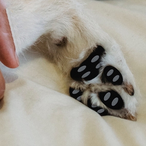 डिचेबल पालतू पैड रक्षक विरोधी पर्ची कुत्ते जूते एंटी-स्क्रैच मेटाकार्पल पैड सिलिकॉन पालतू जूते - Product Image 4