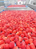 Groothandelsprijs Gehele Gedroogde Aardbeien Zonder Suiker Bulk Knapperige Gedroogde Fruit Snacks Fabriekslevering Topkwaliteit