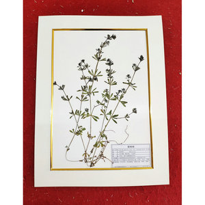 Especímenes de plantas medicinales sin marco para investigación y enseñanza, hojas secas, hojas de árboles y especímenes de herbario. - Product Image 2
