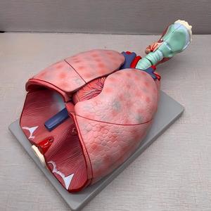 Modelo Anatómico del Sistema Respiratorio Humano - Modelo de Disección de Laringe, Pulmón y Corazón para Educación Médica y Respiratoria - Product Image 2