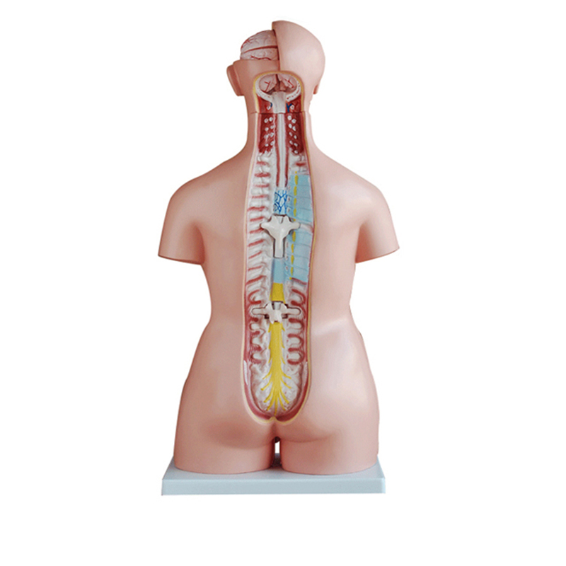 85cm Human Anatomy Plastic Male Torso Model for Medical Training