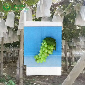 Mango Fruit Protection Bags Company for Mango Fruit Protection Bags Manufacturer - Professional & Trusted Mango Fruit Protection Bags Company for Mango Fruit Protection Bags Manufacturer - Professional & Trusted