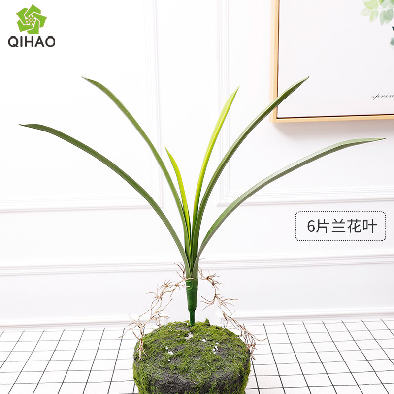 6 orchid leaves (medium-sized leaves) without pot