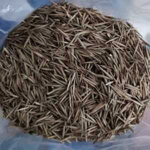 500 Grammi <span class=keywords><strong>di</strong></span> <span class=keywords><strong>Semi</strong></span> <span class=keywords><strong>di</strong></span> <span class=keywords><strong>Bambù</strong></span> Mao Phyllostachys Edulis Gigante Moso in Vendita - Product Image 2