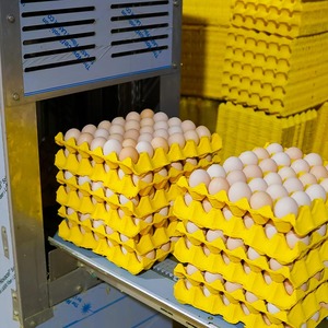 Nouveau H-Type 30000-200000 Poules Automatique Hain Feeder Mamelon Buveur Batterie Poulet Couche <span class=keywords><strong>Cage</strong></span> Batterie <span class=keywords><strong>Cage</strong></span> - Product Image 4