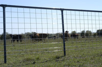 Panneaux de clôture robustes de 16 pieds pour bétail et porcs, galvanisés calibre 4, pour ferme et ranch