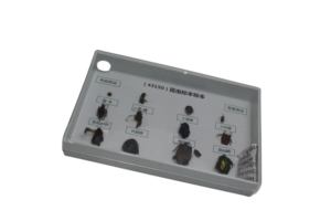 Espécimes Científicos Educacionais: Insetos Benefícios e Pragas para Educação Cognitiva sobre Insetos, Espécime de Inseto Verdadeiro (Minhoca), Ecológico - Product Image 5