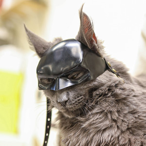 HLC-Mini máscara <span class=keywords><strong>de</strong></span> <span class=keywords><strong>venganza</strong></span> personalizada con el logotipo <span class=keywords><strong>de</strong></span> <span class=keywords><strong>la</strong></span> mascota, para gatos, perros, animales divertidos, mascotas, Halloween, gato, murciélago, accesorios <span class=keywords><strong>de</strong></span> fiesta - Product Image 3